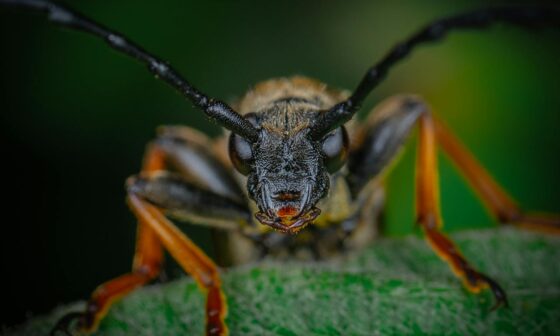 Boktor: Een Bedreiging voor Houtstructuren