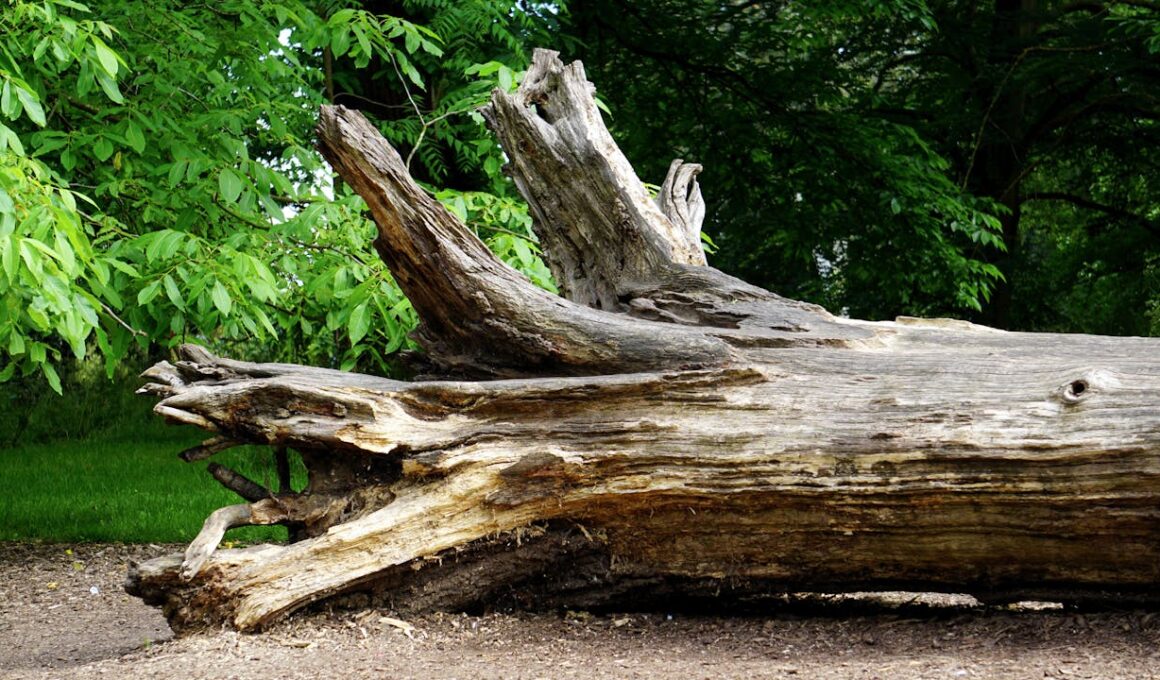 Boomstam Schoonmaken: Hoe je een Boomstam Goed Onderhoudt